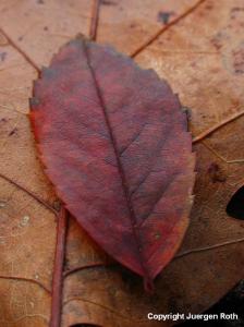 Tree Leaf Photography Gallery 